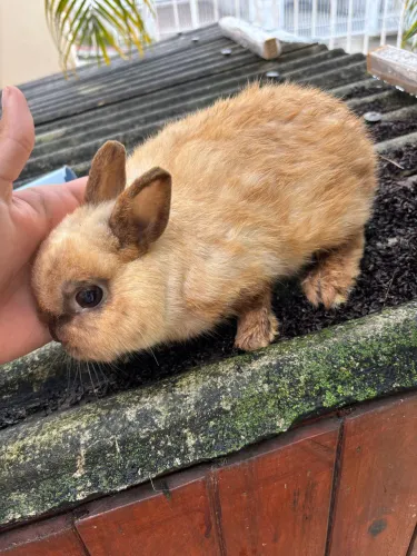 Mini coelho Nertland (adulto)