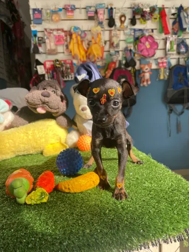 Pinscher miniatura fêmea $2.500,00