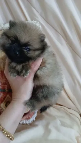 Spitz ursinho machos bem pequeno