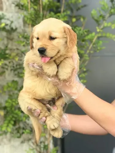 Golden Retriever garantias contra displasia e suporte veterinário gratuito