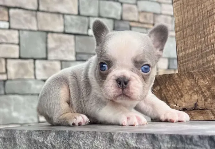 ? Bulldog final hoje
