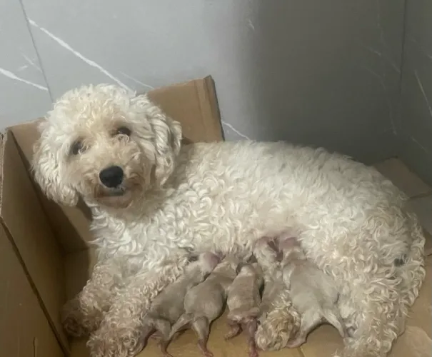 Poodle macho pra vender
