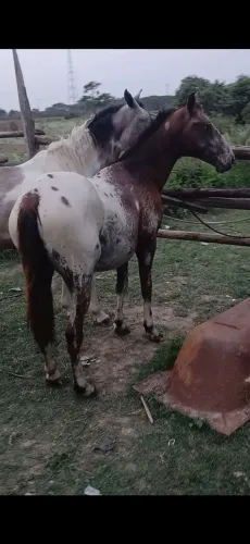 Lindo Potro Apaloosa