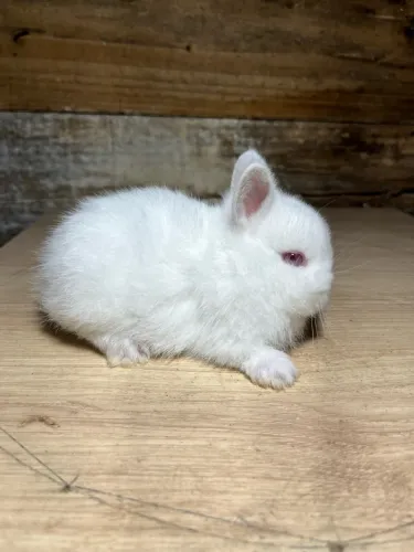 Filhotes mini coelho