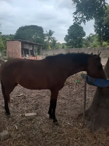 Porda nova bem cuidada