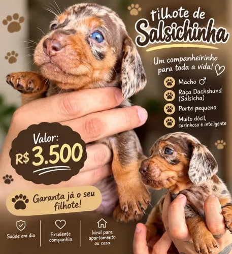 Salsichinha Arlequim Dachshund