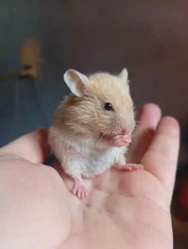 Hamster sírio 