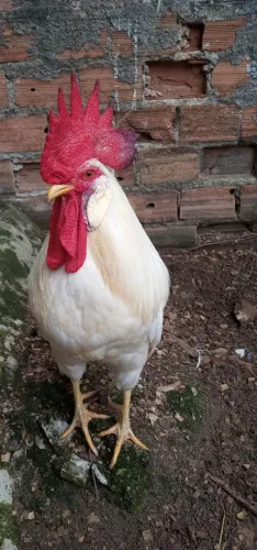 Ovos férteis de Leghorn Americana 