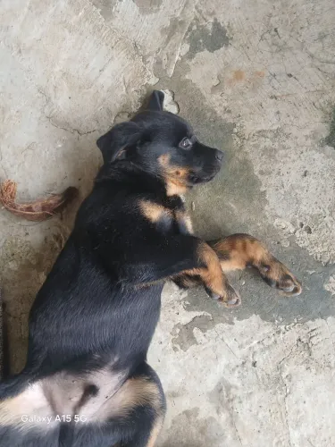 Vendo filhote de Rottweiler 