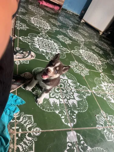 Husky siberiano