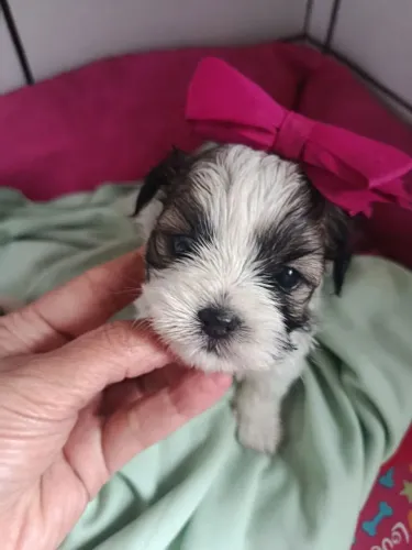 Filhote shih tzu, Nada como um filhote para encher sua vida de alegria!