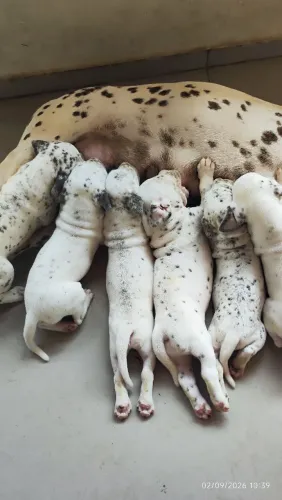 Lindos filhotes de dálmata prontos para um novo lar,muito carinhosos brincalhões.