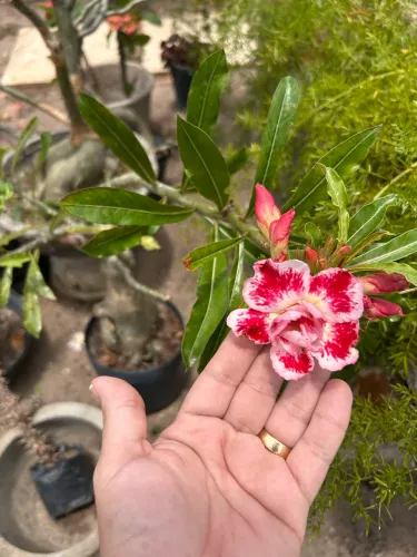 Rosa do deserto