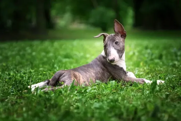 ? Bull Terrier | Filhotes Prontos para um Novo Lar