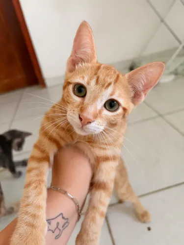 Doa-se gatinhos 