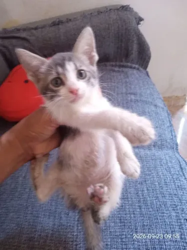 Gatinho fofinho pra doação