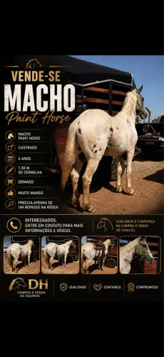 Cavalo Pent Horse