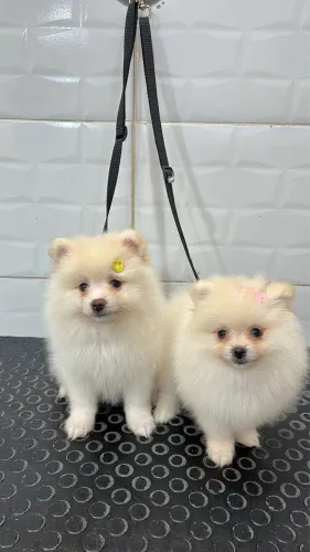 Spitz Alemão Lulu da Pomerania