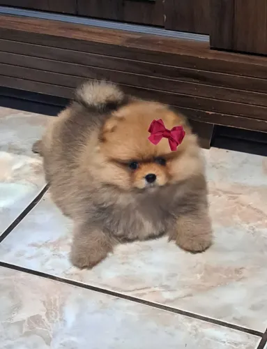 Lulu da Pomerania ( Spitz Alemão ) Fêmea 2 meses