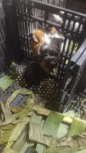 Porquinho da índia a venda