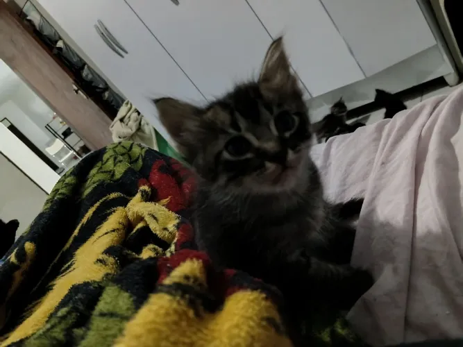 Gatos machos para adoção