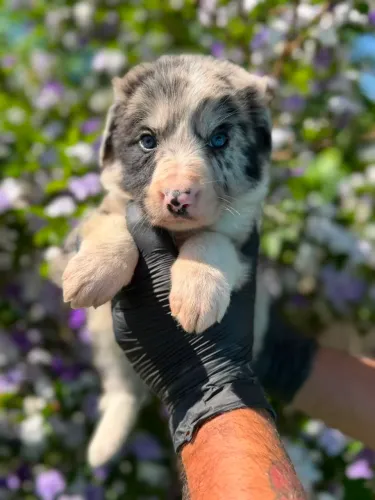 Border Collie/ Apaixone-se por esse filhote 