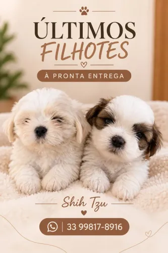 Shih Tzu