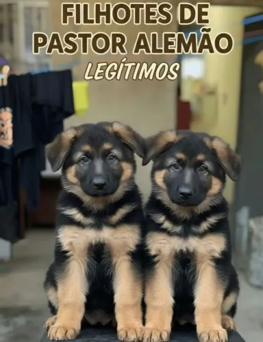 Filhotes de Pastor Alemão legítimos 