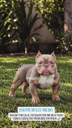 Exotic Bully Micros! Excelente genética! Pedigree! Preços de filhote! OPORTUNIDADE