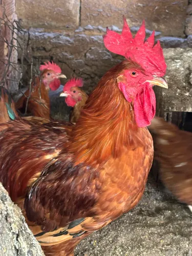 Galinhas / Frangos