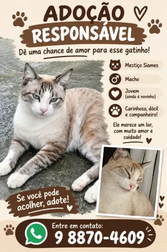 Adoção de um gato