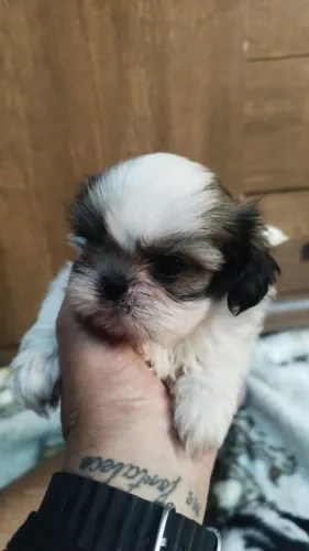 Vendo filhotes de Shih Tzu fêmeas e machos