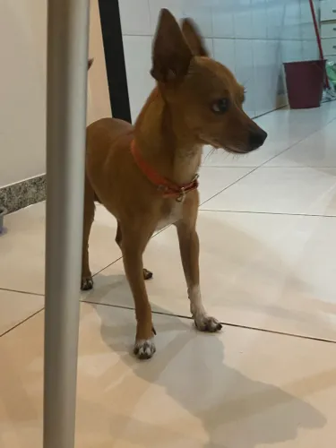 Cachorro pinscher