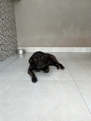 Doa-se cachorro macho 