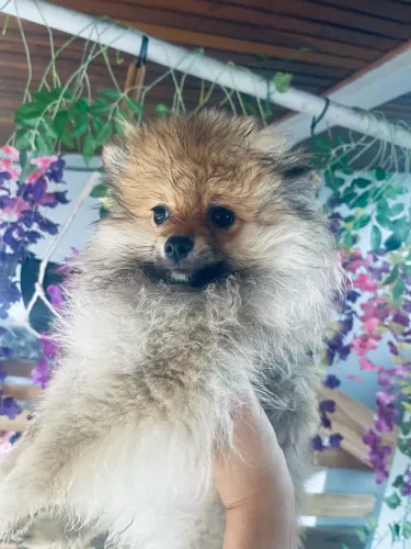 Spitz alemão macho anão