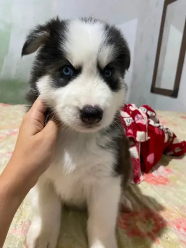 Cachorro Husky 