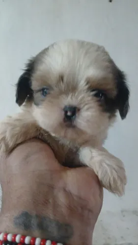 Macho de shitzu lindos