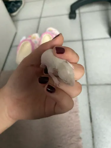 Rato Twister Rex Dumbo siamês