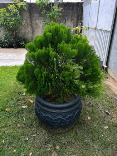 Pinheiros grandes em vaso