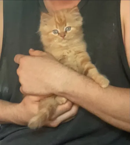 Gato persa
