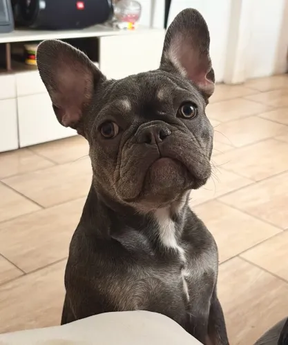 Bulldog francês fêmea adulta