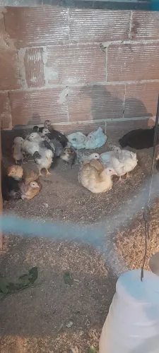 Galinhas, galo, pintinhos e ovos coloridos vem que tem