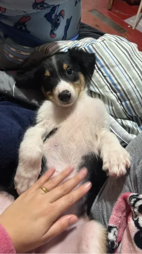 Doa-se cachorro 