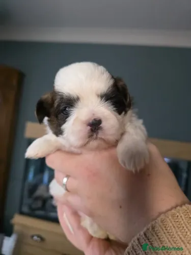 Filhote de cachorro shih tzu/shitzu dócil com pelagem densa e saudável