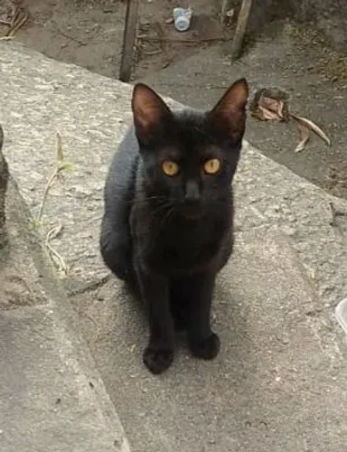 Gatinha preta filhote linda para adoção