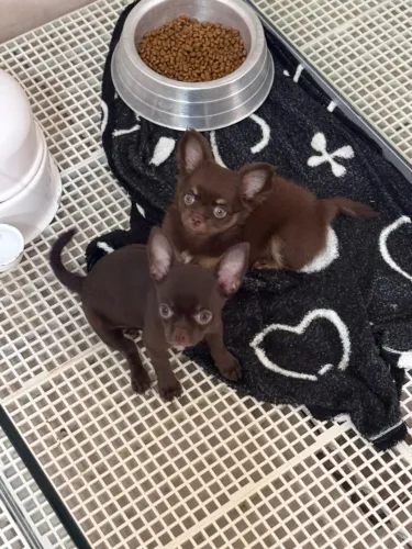 CHIHUAHUA 