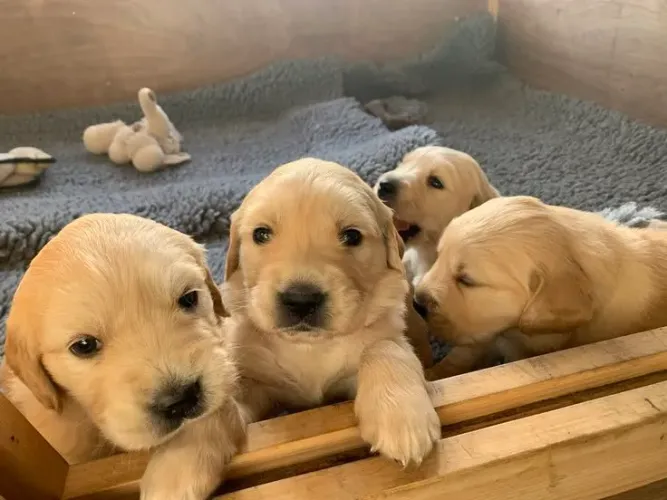 Golden Retriever