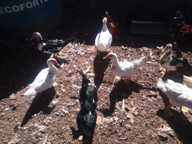 Vendo patos branco