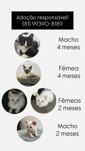Doação de gatos 