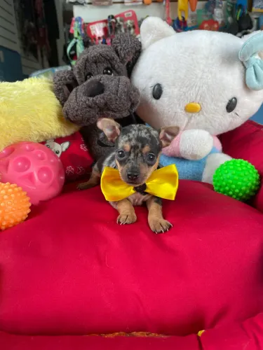 Pinscher macho na cor arlequim $2.500,00